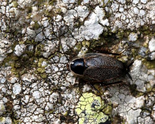 Réf. 188 204 : Phyllodromica chopardi